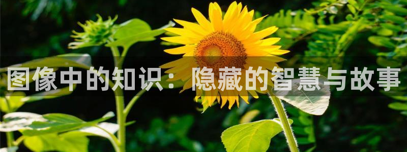 熊出没话本小说